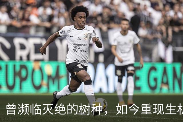 曾濒临灭绝的树种，如今重现生机，科研人员不断努力拯救