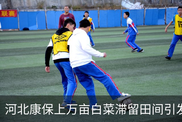 河北康保上万亩白菜滞留田间引发市场恐慌