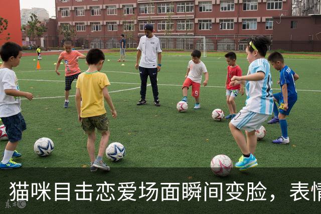 猫咪目击恋爱场面瞬间变脸，表情搞笑惹人笑